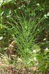 Field horsetail